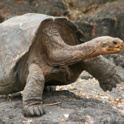 galapagos tortoise large ngsversion