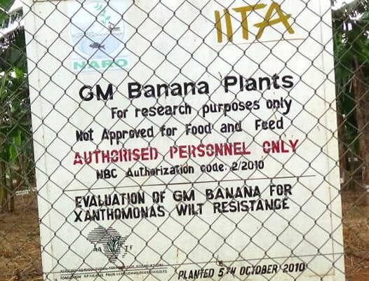 gm banana experiment e