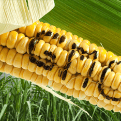 gmo corn word x