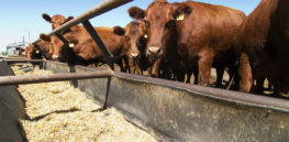 grain fed cattle