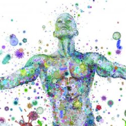 gut bacteria and weight gain
