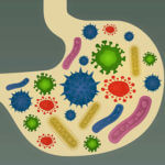 gut bacteria e