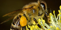 honey bee on flower e