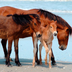 horse