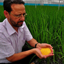 is golden rice panacea or hoax e
