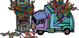 junkdna