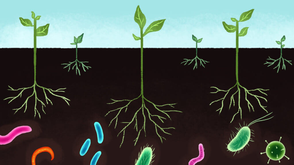 GMO nitrogenfixing microbes could one day help plants fertilize themselves Literacy