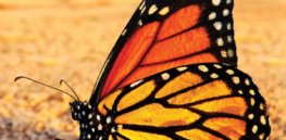 Viewpoint: Climate change, pesticides endanger monarch butterfly populations