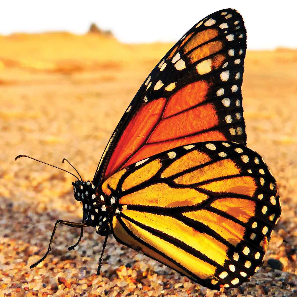 Viewpoint: Climate change, pesticides endanger monarch butterfly populations