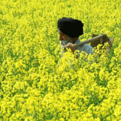 mustard