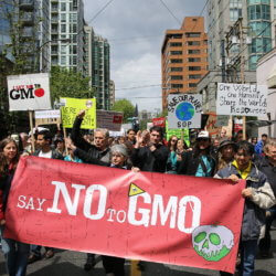 no gmo