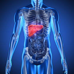 organs