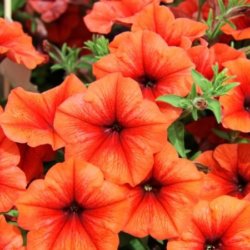 petunia