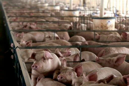 pig farm ap