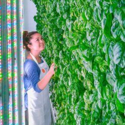 plenty vertical farm e