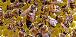 queen honey bee wallpaper e