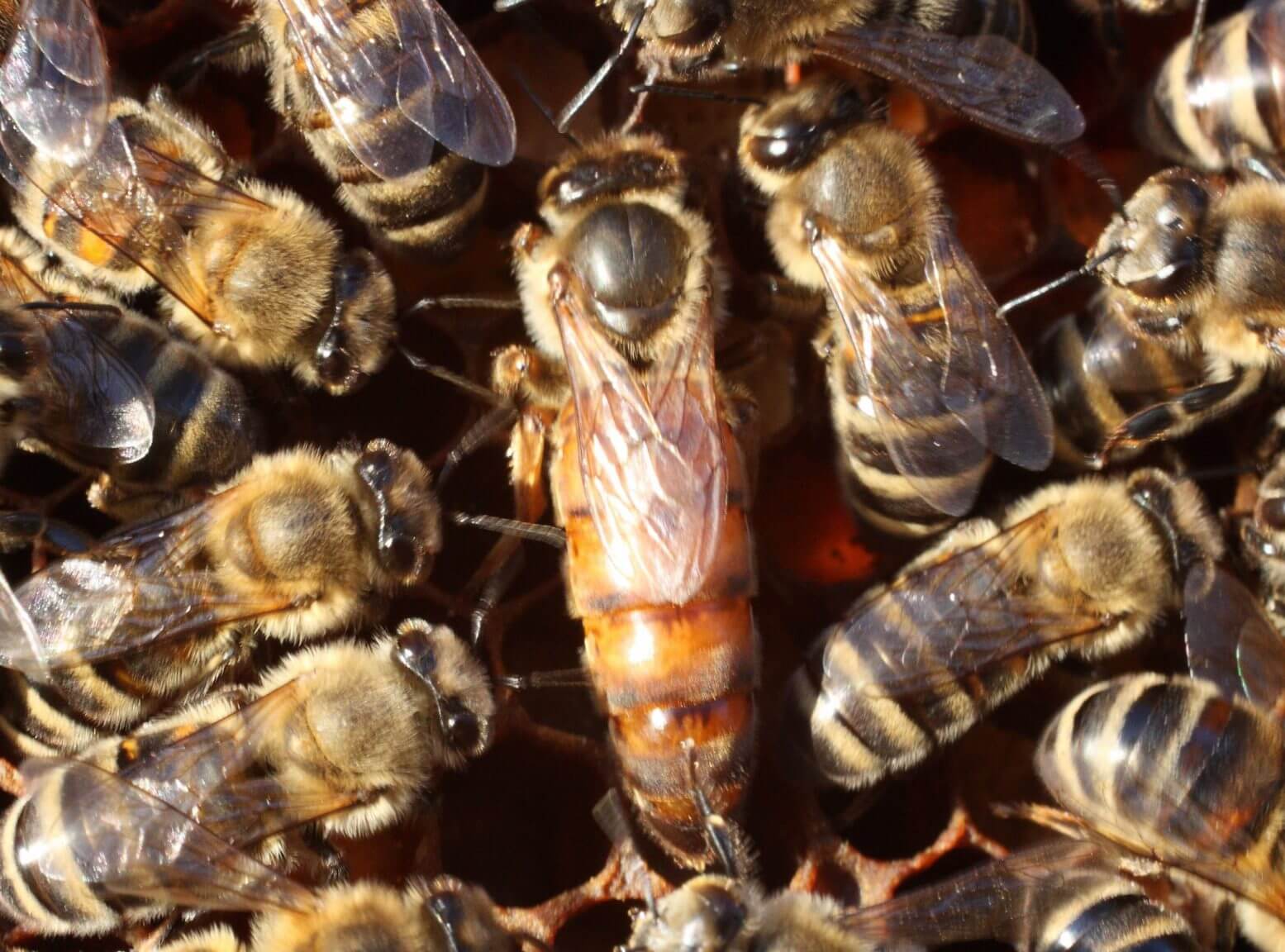 Hive coup? Why queen bees are sometimes killed by workers