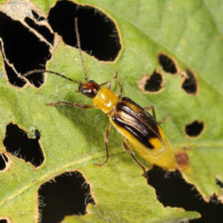 rootworm