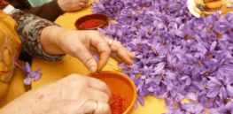 saffron pruning