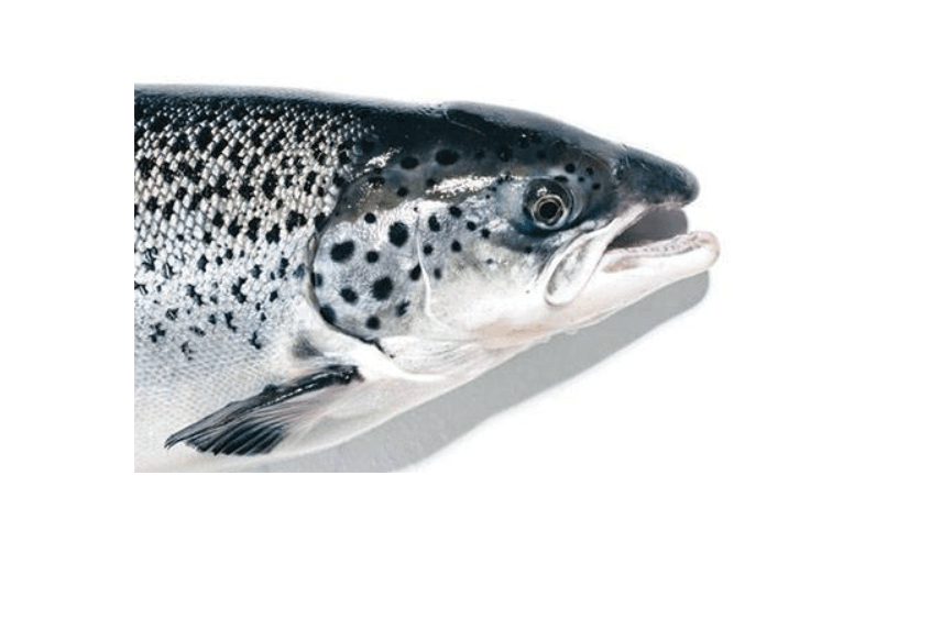 salmon gmo