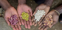 seedsystem photo seeds in hands photo CIAT
