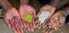 seedsystem photo seeds in hands photo CIAT
