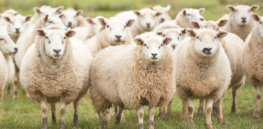 sheep