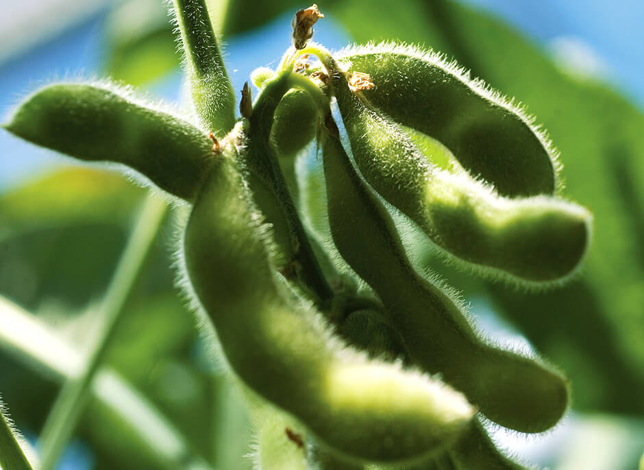 soy bean