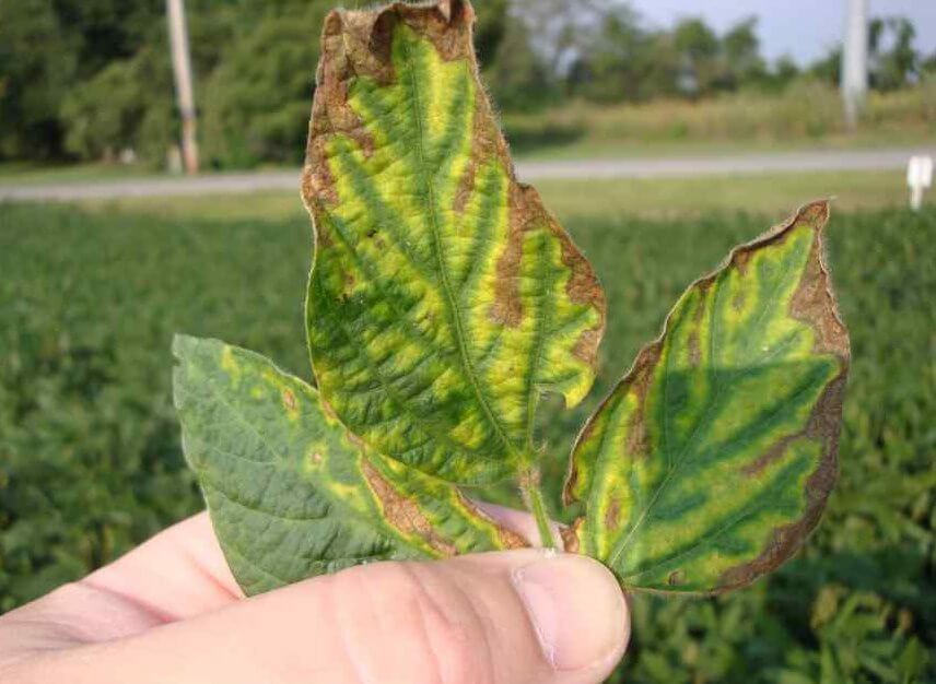 sudden death symptoms soybeans