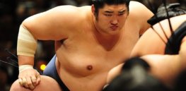 sumo