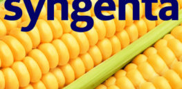 syngenta