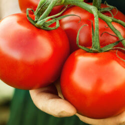 tomatoes