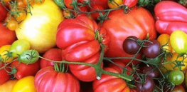 tomatoes
