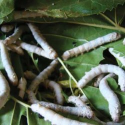 transgenic silkworms