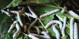 transgenic silkworms