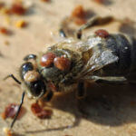 varroa
