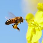 why we need bees x