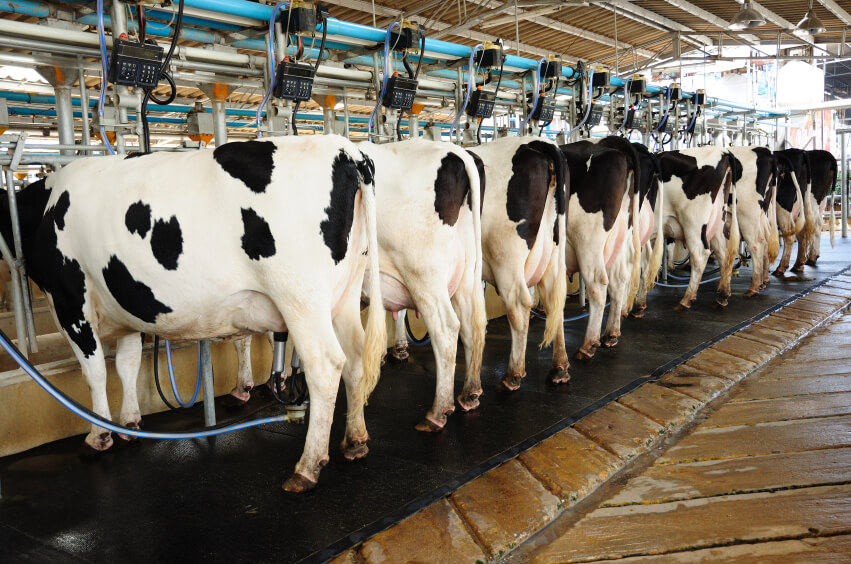 French dairy industry convalescing