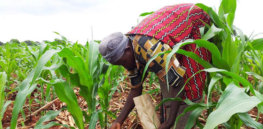 Applying fertilizer on maize