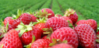 NC Strawberry Grower