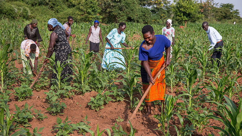 Calestous Juma: Africa needs its own Green Revolution based on science ...