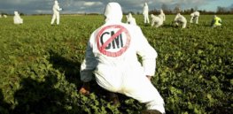 anti gm demonstrators in an oilseed rape crop