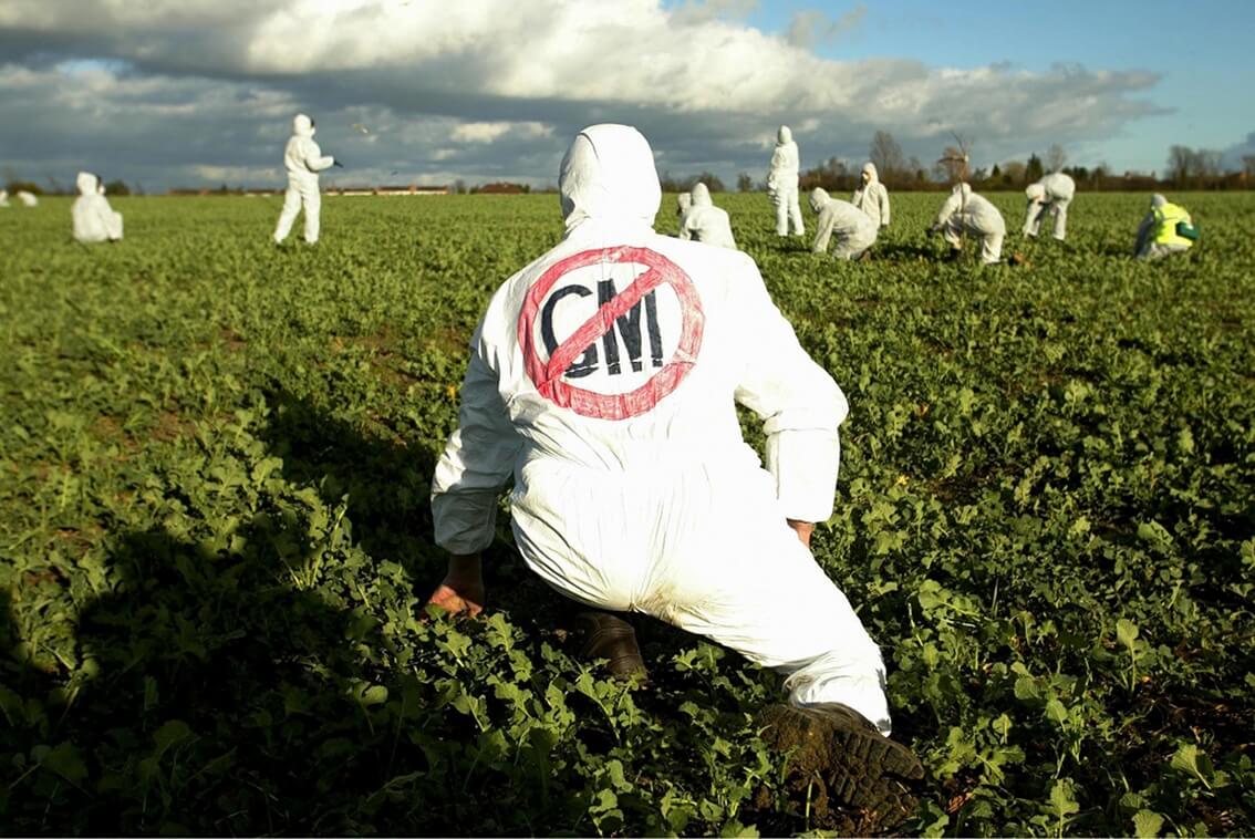 anti gm demonstrators in an oilseed rape crop