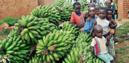 bananas bring hope