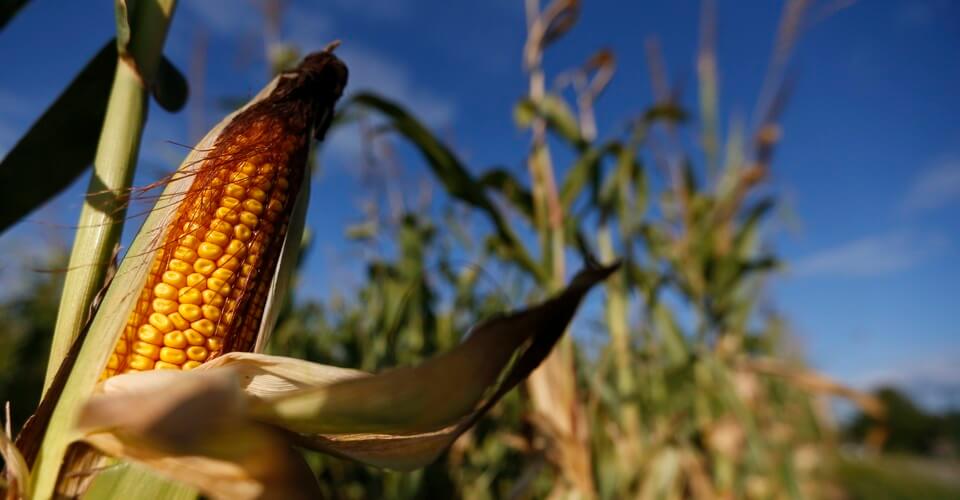 GMO that's not all GMO: Monsanto's rootworm-fighting corn seed uses RNA ...