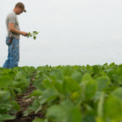 dicamba waiting game b d