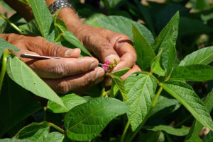 eiy dpo v plant breeding eiy dpo v plant breeding