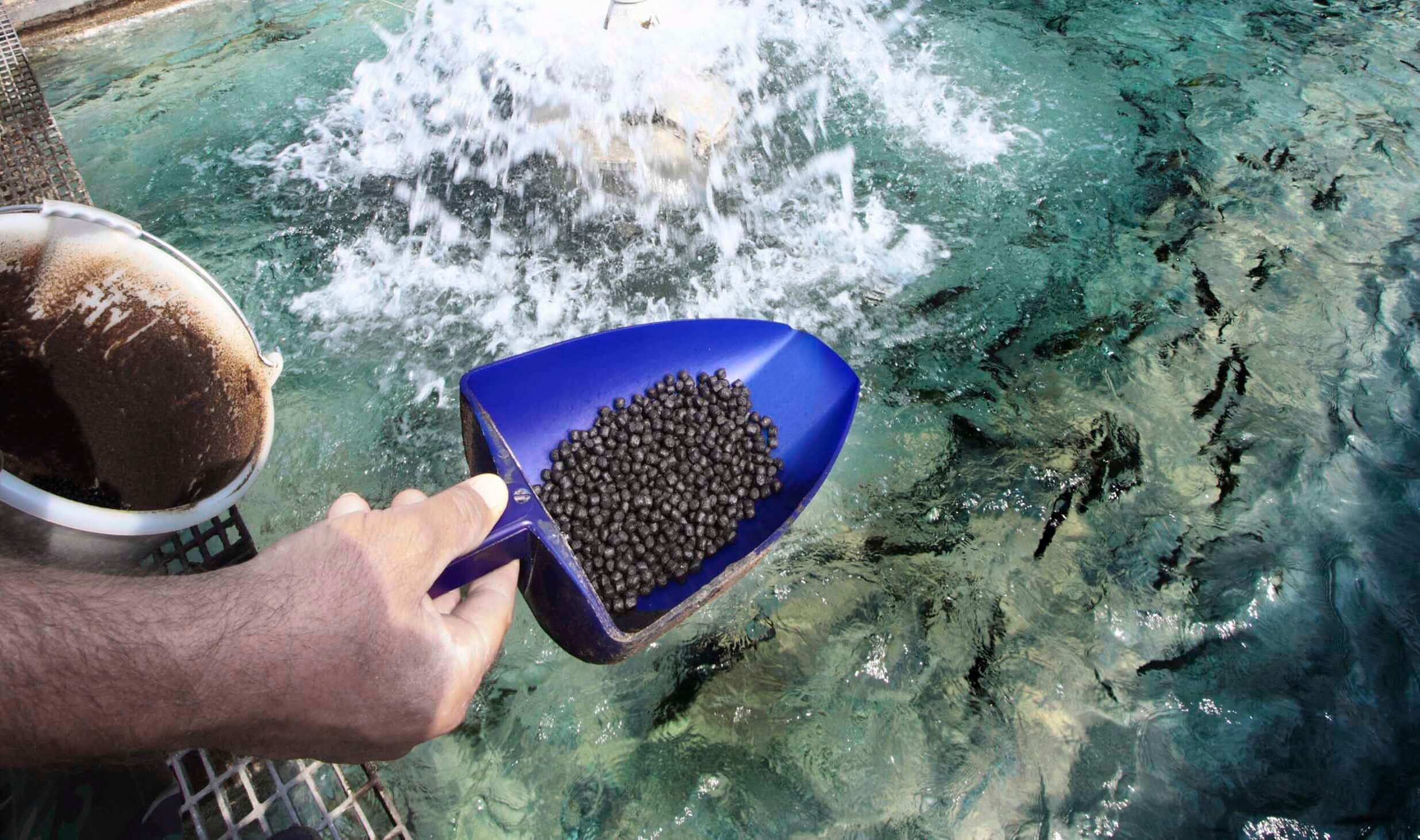 fishfeed e