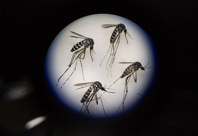 gene drive