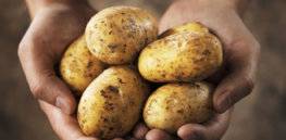 potatoes in hand e